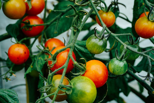 Tomater = antioxidanter